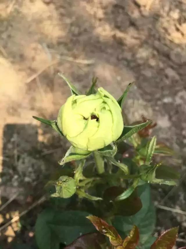 玫瑰月季和月季有区别吗,玫瑰月季如何区别品种图解