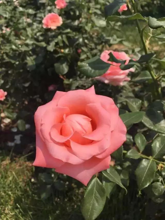 玫瑰月季和月季有区别吗,玫瑰月季如何区别品种图解