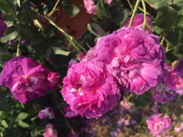 玫瑰月季和月季有区别吗,玫瑰月季如何区别品种图解