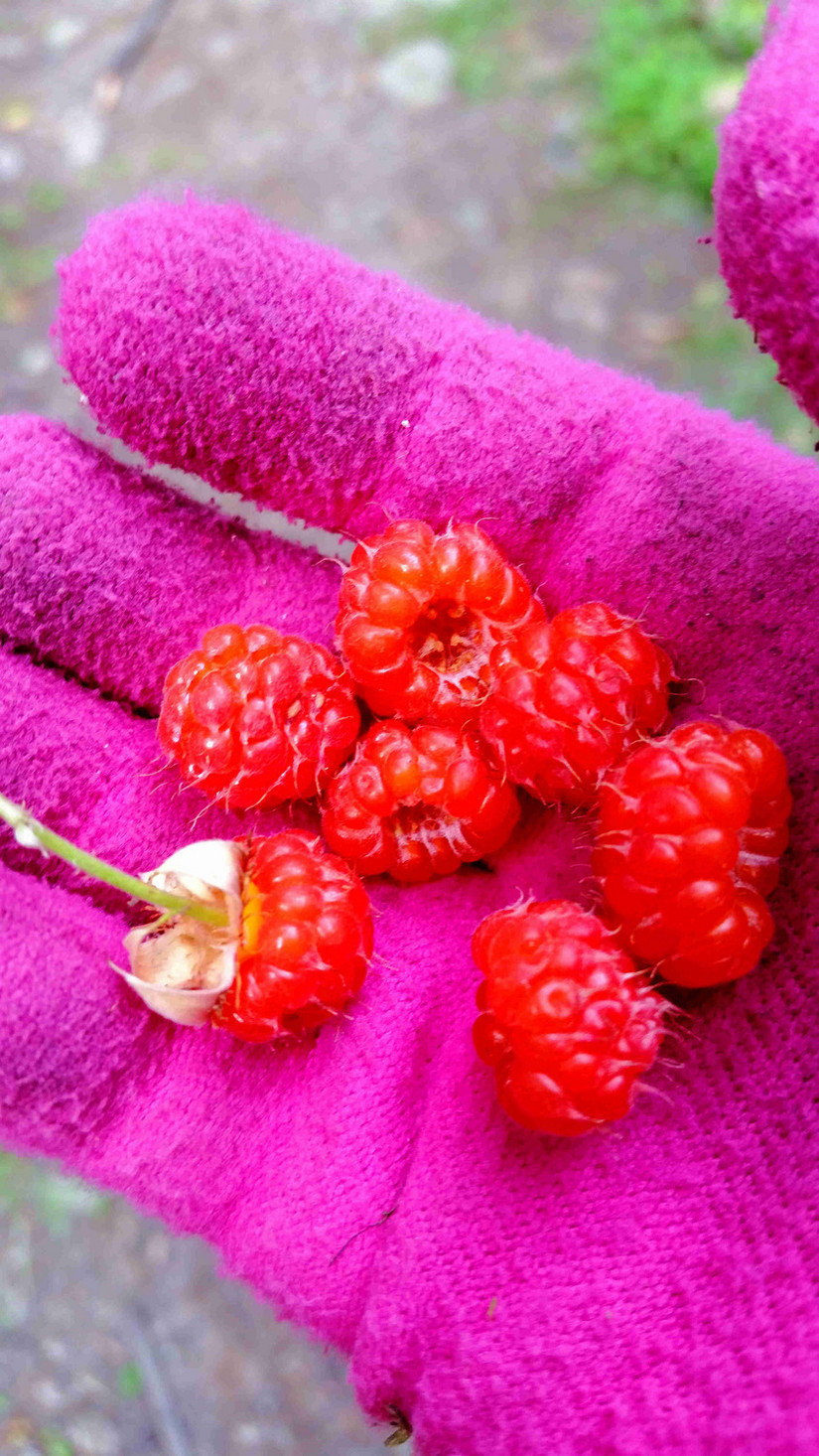 天华山-秦岭梁，又一条风景秀美的一日劲走线路