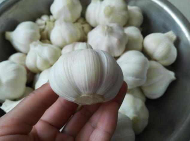 新下来的蒜怎么腌糖蒜好吃,买什么样的蒜腌制糖蒜好