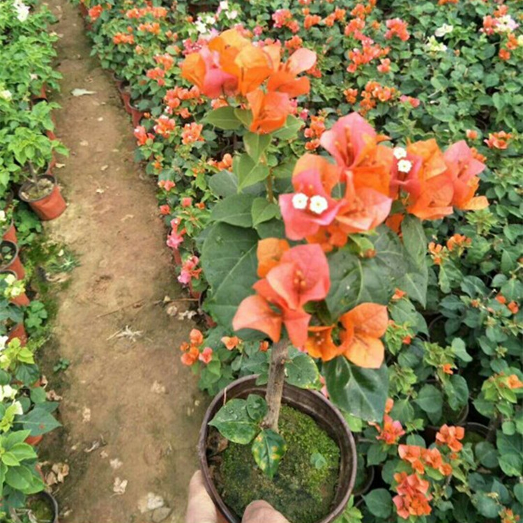 花卉扦插的正确方法,花卉扦插方法及技术