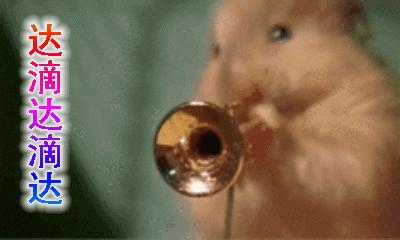 你过来一下仓鼠表情包,仓鼠表情包整套叫什么