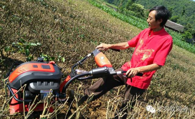 茶园里的害虫和益虫,茶园常见的两种害虫