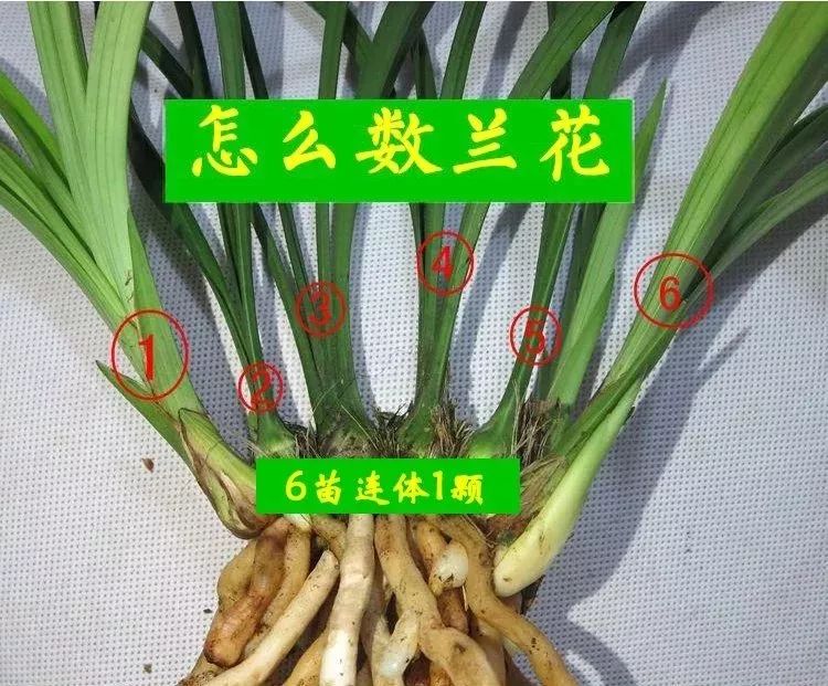 春兰四大天王宋梅价位多少,春兰四大天王宋梅分苗