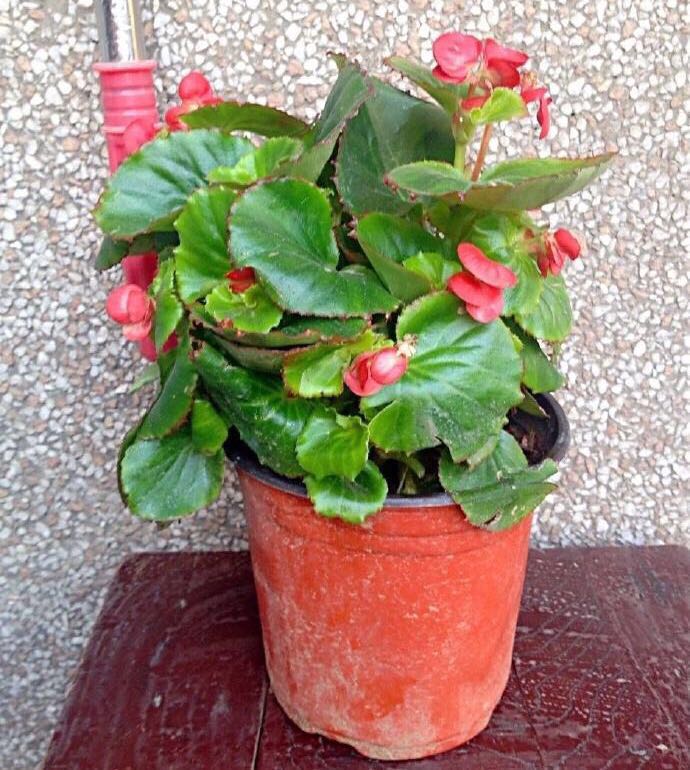 新手养花容易犯哪些错误如何避免,新手多肉养花小窍门方法