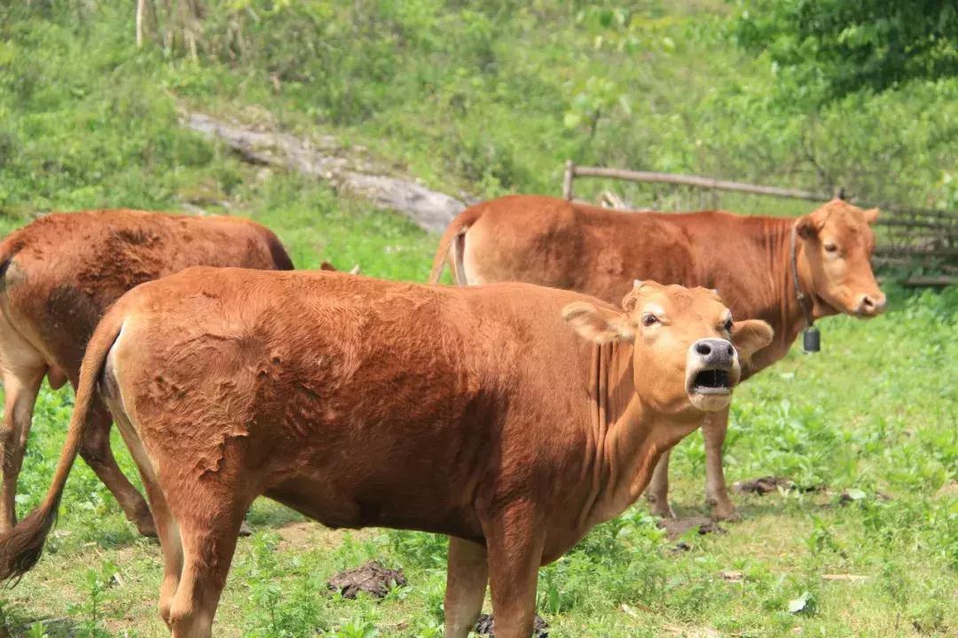 怀化又有3个特产被国家保护