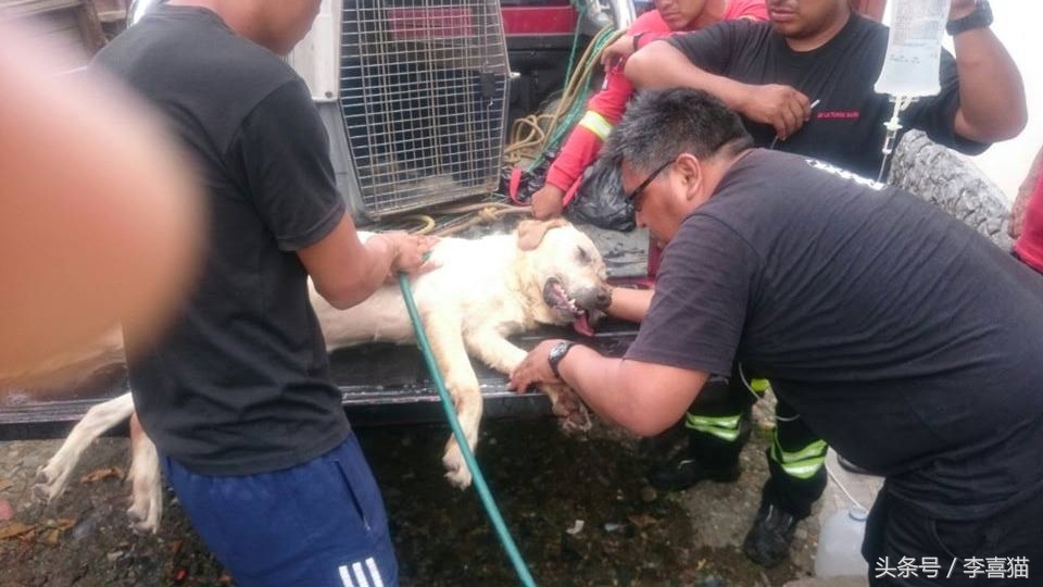 地震狗狗救人感动视频,北京地震瞬间宠物狗全程安睡