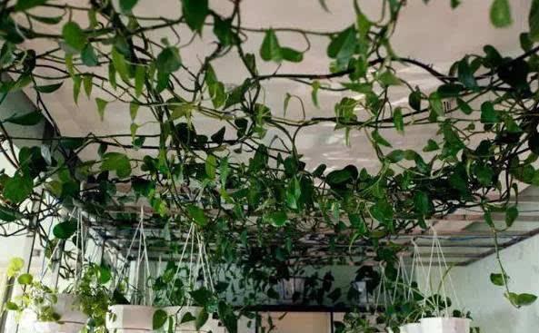 绿萝怎么养才能更旺盛爬墙,养绿萝的注意事项请写出五条来