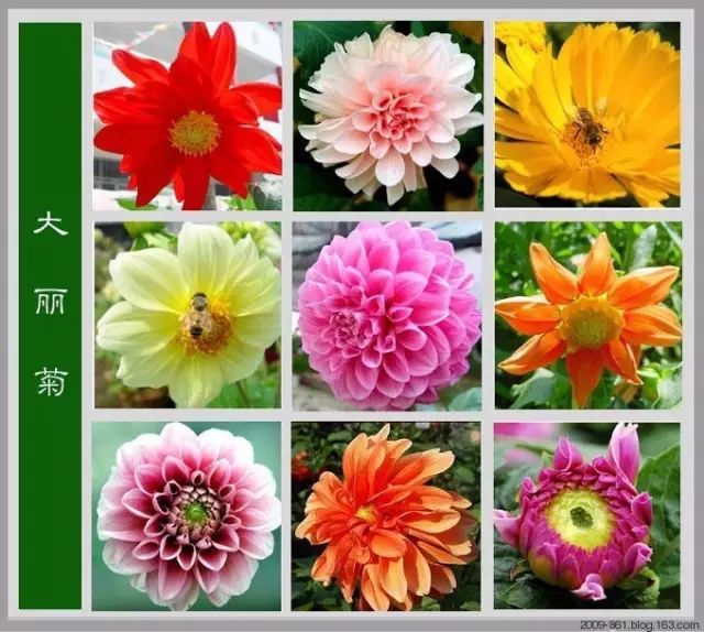 最全花品种,史上最简单的十种花