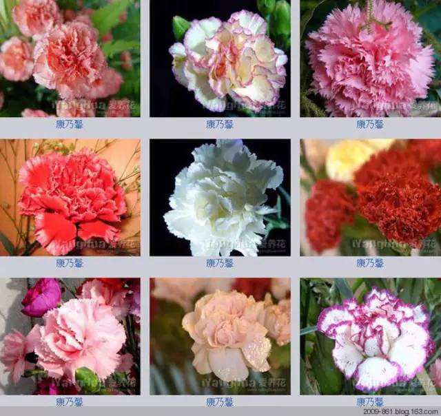 最全花品种,史上最简单的十种花