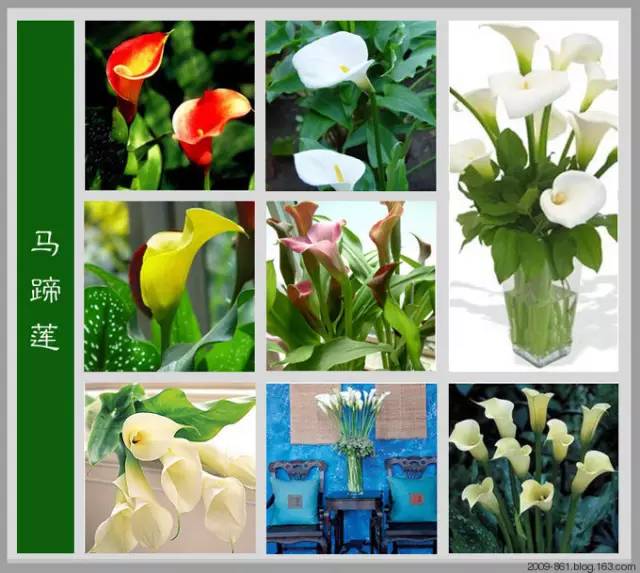 最全花品种,史上最简单的十种花