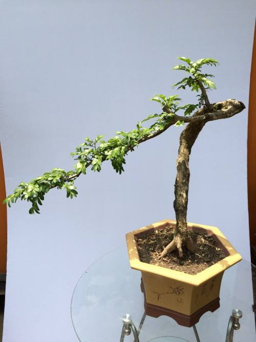 黄杨盆景好养吗怎么养,黄杨盆栽生长得快吗