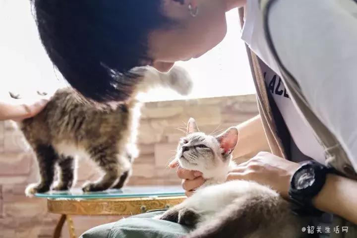 共享吸猫啦！藏身市区小巷内的这家撸猫馆，开门那刻，心就融化了