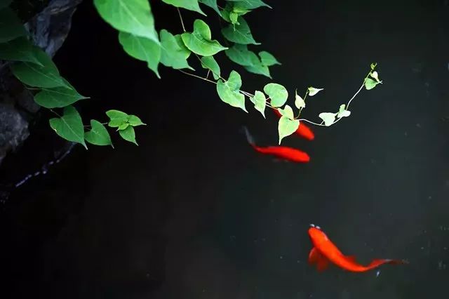 青梅时节的诗词,写梅子的诗句