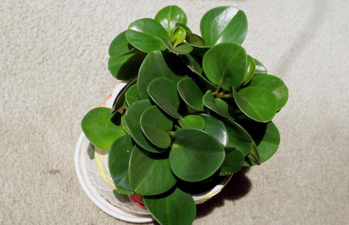 碧玉怎么养才能叶片油绿,碧玉叶子怎么养才不会发黄