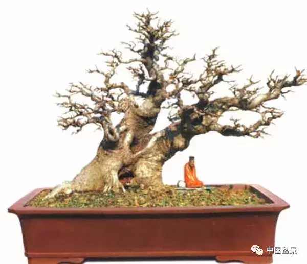 一本双杆式映山红盆景,一本双杆黄杨盆景制作全过程