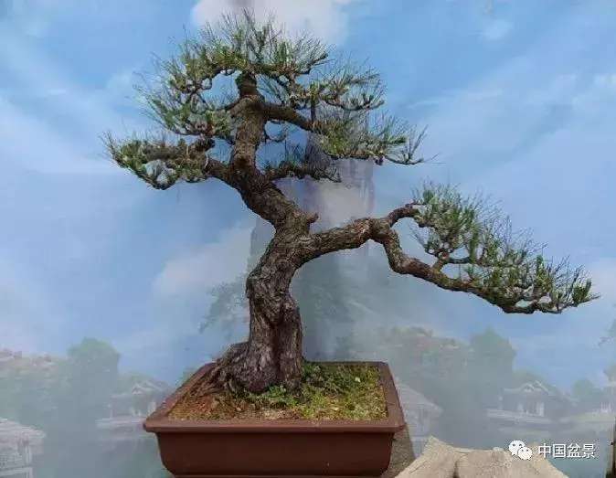 一本双杆式映山红盆景,一本双杆黄杨盆景制作全过程