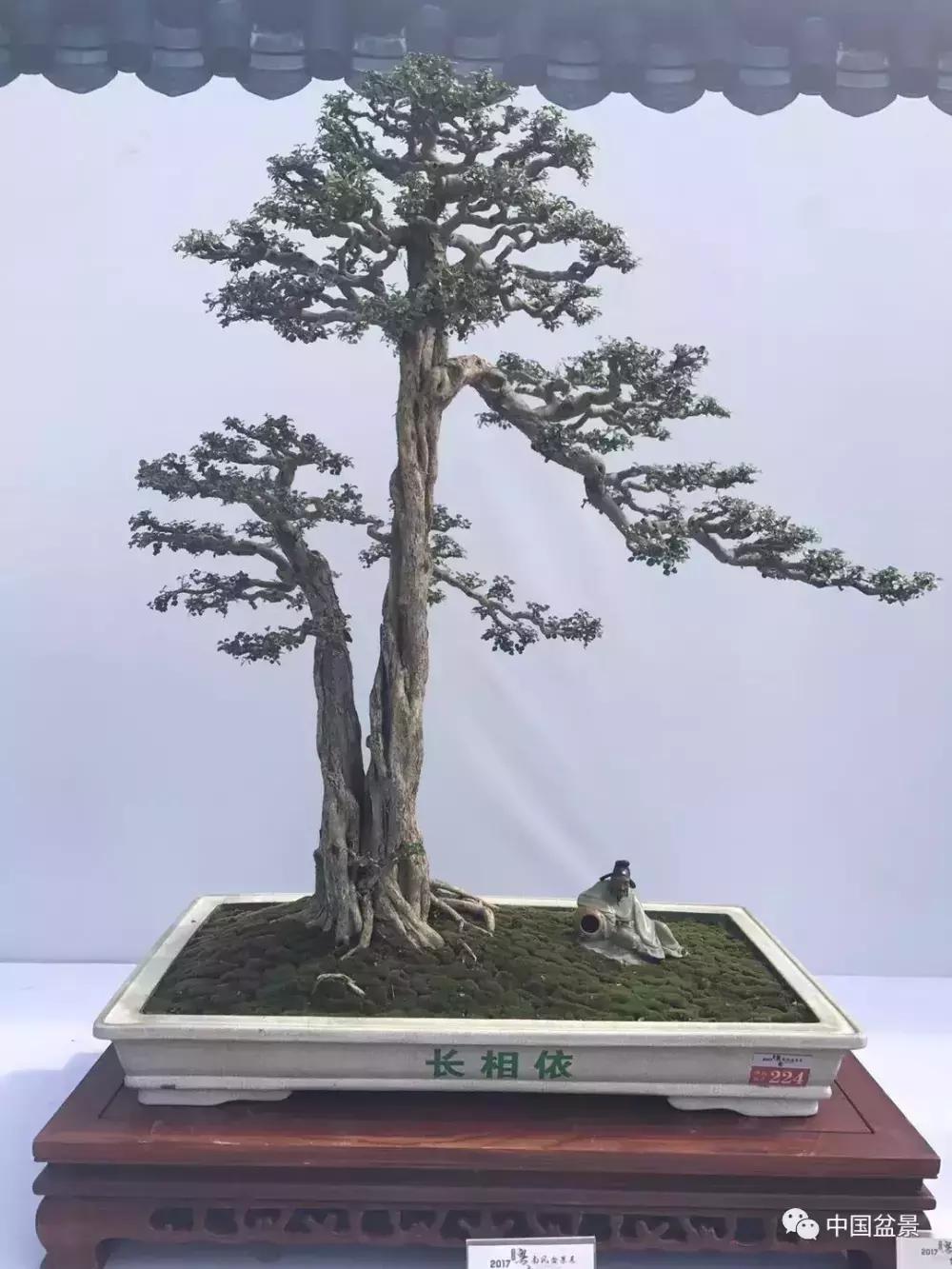 一本双杆式映山红盆景,一本双杆黄杨盆景制作全过程