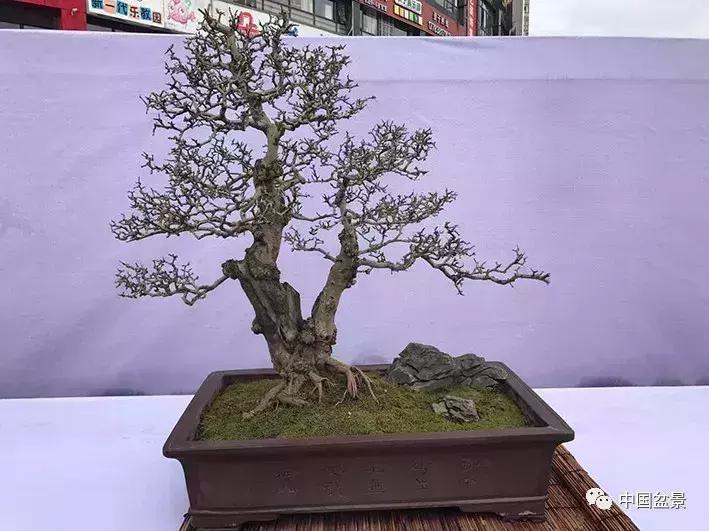 一本双杆式映山红盆景,一本双杆黄杨盆景制作全过程