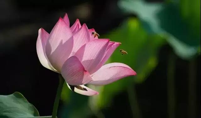 全域旅游｜莲花山保护利用规划出炉！莲花山的定位原来是……