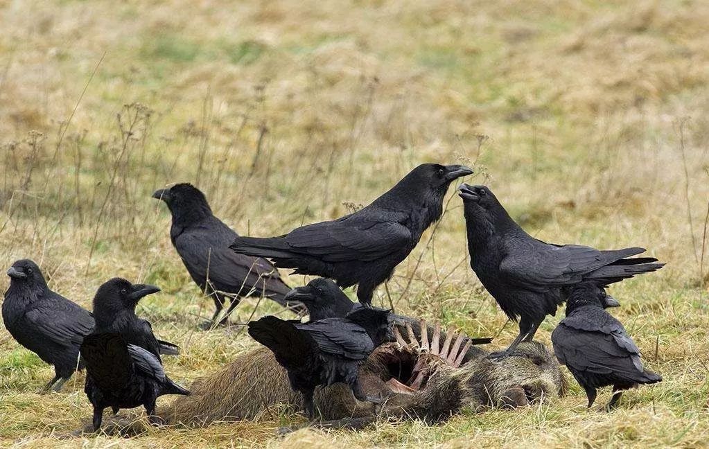 鸟和人类基因相似度多少,鸟和猫的智商哪个高
