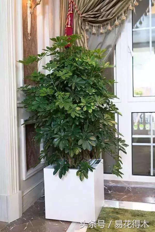 鹅掌柴和鸭脚木的区别,鹅掌柴养护