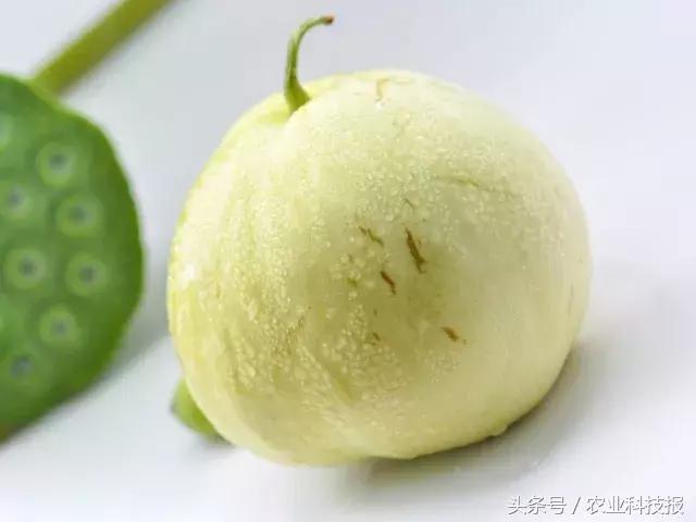 博洋9号甜瓜夏季烂瓜的原因,甜瓜裂瓜最好治疗方法