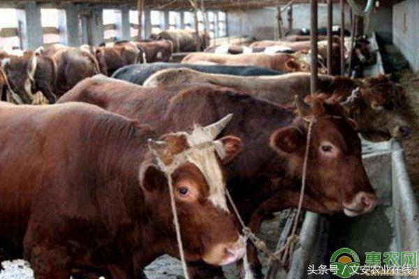 到牛羊交易市场怎样卖牛羊 (北疆最大的牛羊交易市场牛羊价格)