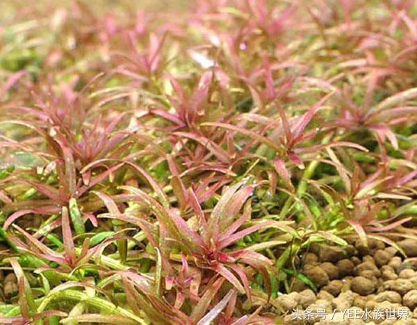 怎么让草缸变得更高级,怎么样让草缸草越来越绿