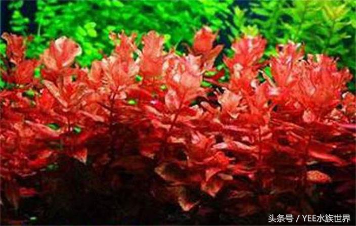 怎么让草缸变得更高级,怎么样让草缸草越来越绿