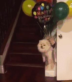 狗狗与气球的友谊,狗狗与气球的故事