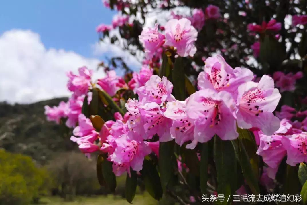 大理5月有什么玩的吃的,五月中旬大理适合旅游吗