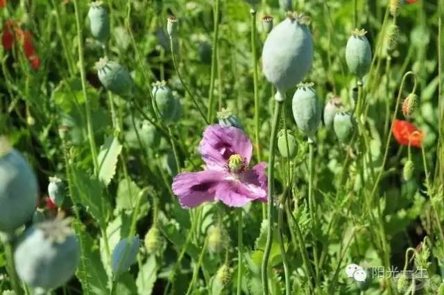 检测吸毒是阴性还是阳性,检测吸毒最长可以查多久前的
