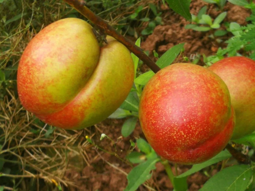 黄金桃采摘节等你来,油桃采摘节到来