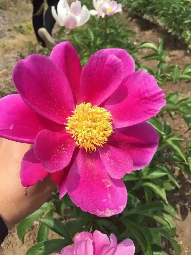 孟津周边一日游的绝佳去处,孟津秋季游必去的地方