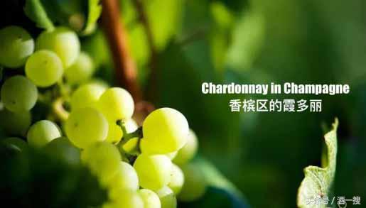 女生喝香槟礼仪常识,香槟常识