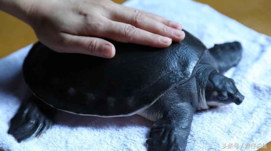 在鱼缸里养猪鼻龟,在鱼缸里面养的猪鼻龟