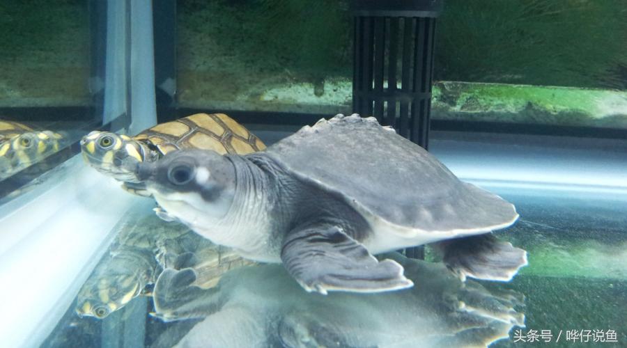 在鱼缸里养猪鼻龟,在鱼缸里面养的猪鼻龟