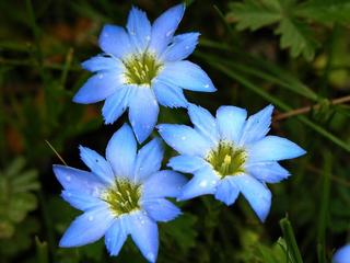 那些你以为很美的中药名,有趣的中药名称大全集