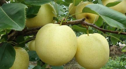 南阳博望规划图,南阳博望最新规划图