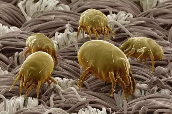 后背螨虫怎么消灭,去后背螨虫最好的方法