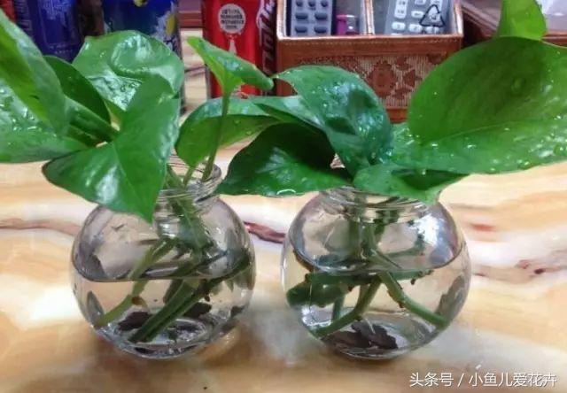 水培绿萝怎么养才能更旺盛不黄叶,水培绿萝怎么养才能更旺盛小妙招