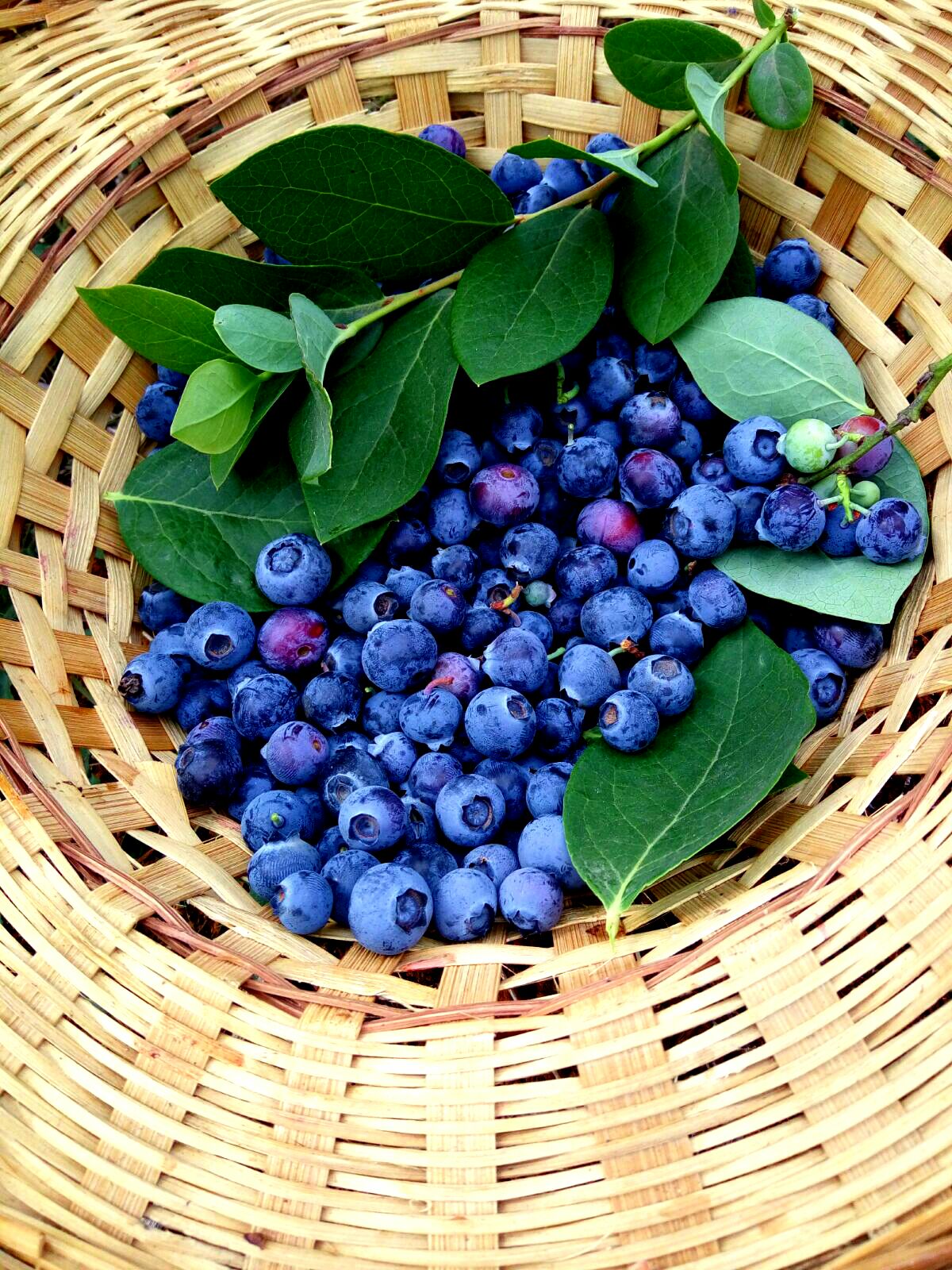 蓝莓是著名的什么果,蓝莓特色产品简介