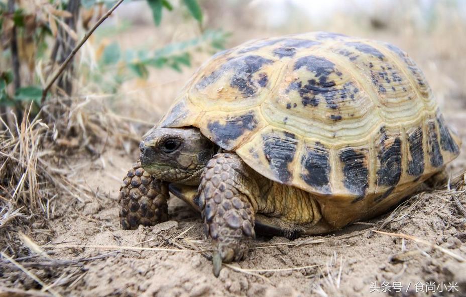 五大“牢底坐穿兽”谁见过三个我吃翔！专家：看到它们赶紧跑！