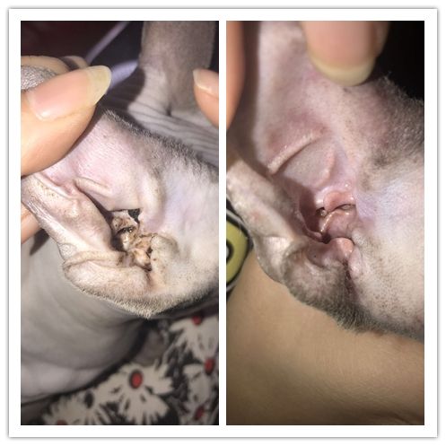 斯芬克斯无毛猫的日常护理与清洁