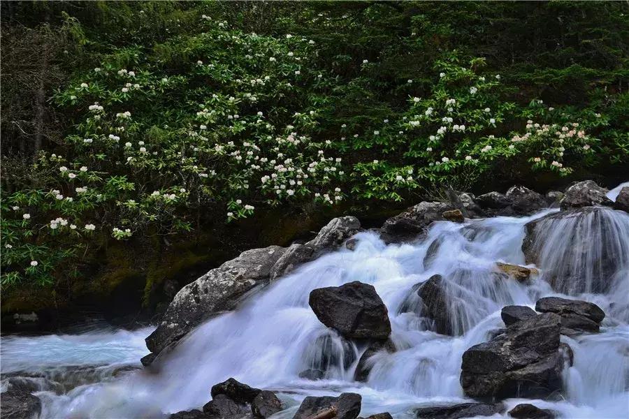 四川青城山景区免票,四川对浙江省免票的旅游景区