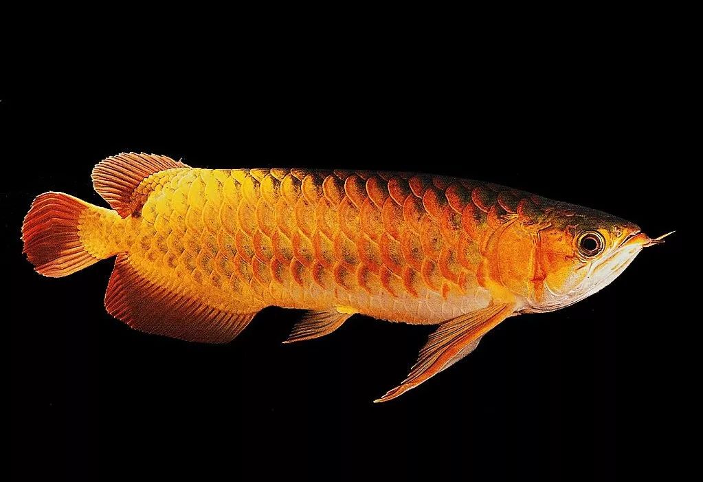 龙鱼繁殖为什么难,龙鱼容易出现的问题