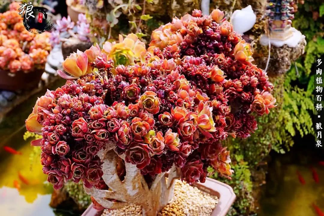 多肉度夏的前期准备,多肉度夏前杀菌