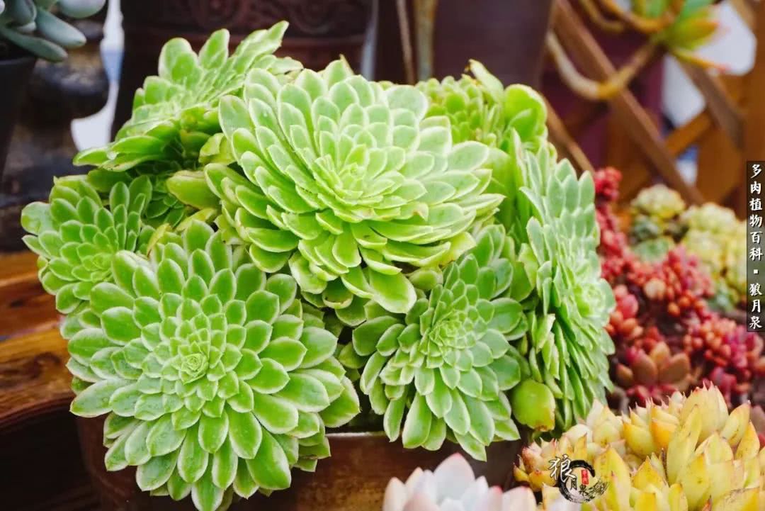 多肉度夏的前期准备,多肉度夏前杀菌